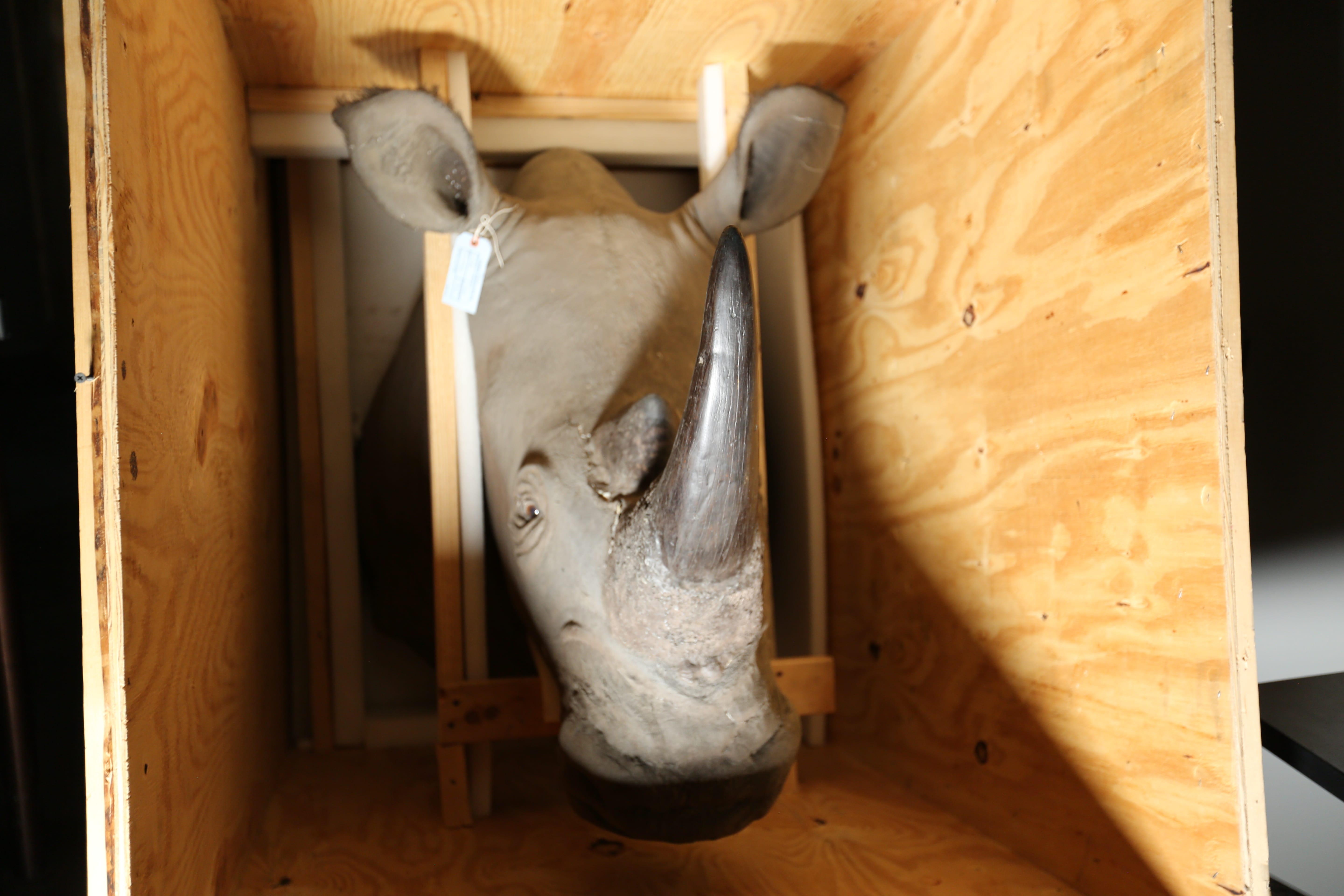 Rhino trophy seized by U.S. Fish and Wildlife Service